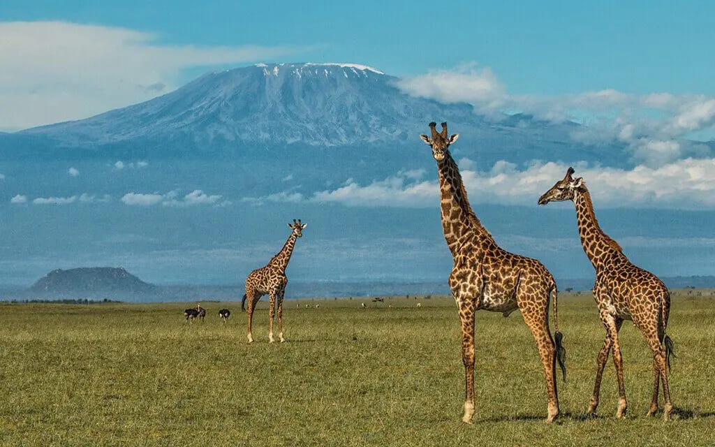 Wildlife Photography Tips on a Safari