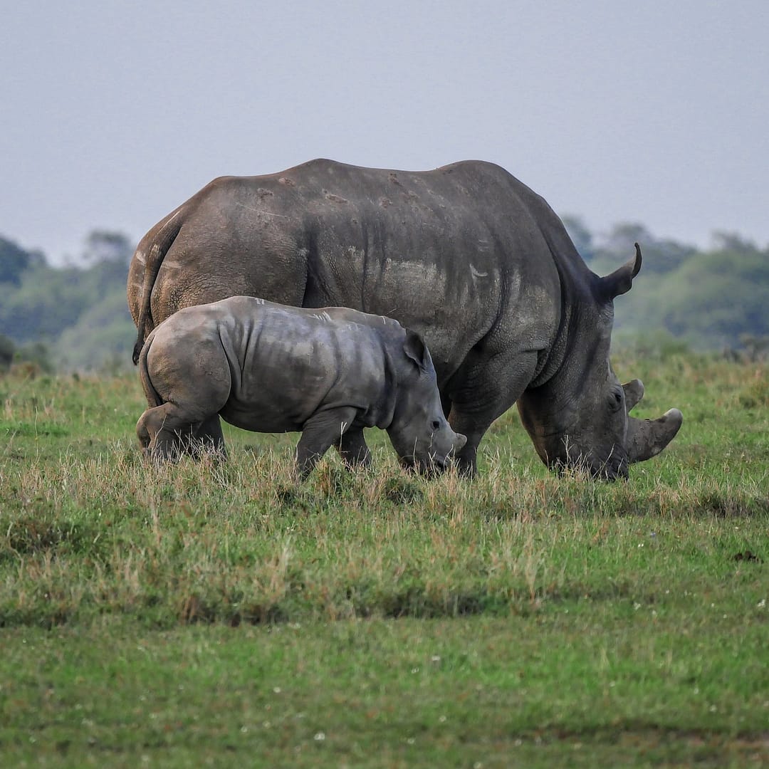 Shanjoy Tours- Rhinos at Nakuru National Park Rhinos at Nakuru National Park