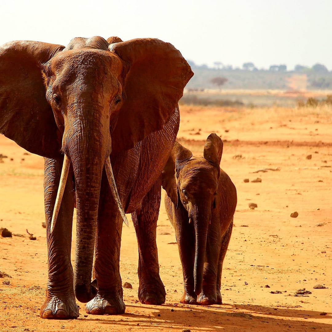 Tsavo elephant sa https://ml73dfvayw76.i.optimole.com/w:1080/h:1080/q:mauto/rt:fill/g:ce/https://shanjoytours.com/wp-content/uploads/2022/02/Tsavo-elephant-sa.jpg