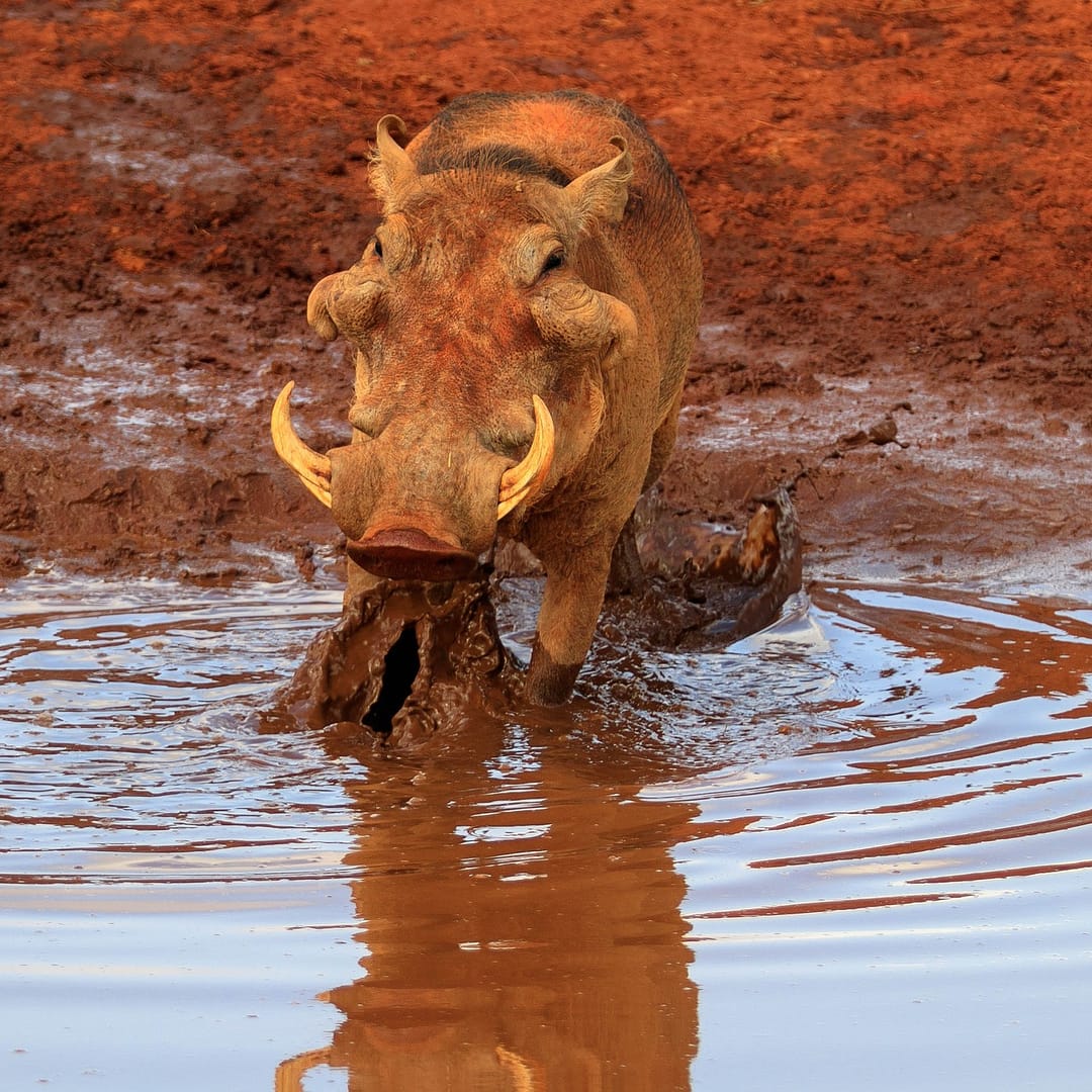 Tsavo warthog https://ml73dfvayw76.i.optimole.com/w:1080/h:1080/q:mauto/rt:fill/g:ce/https://shanjoytours.com/wp-content/uploads/2022/02/Tsavo-warthog.jpg
