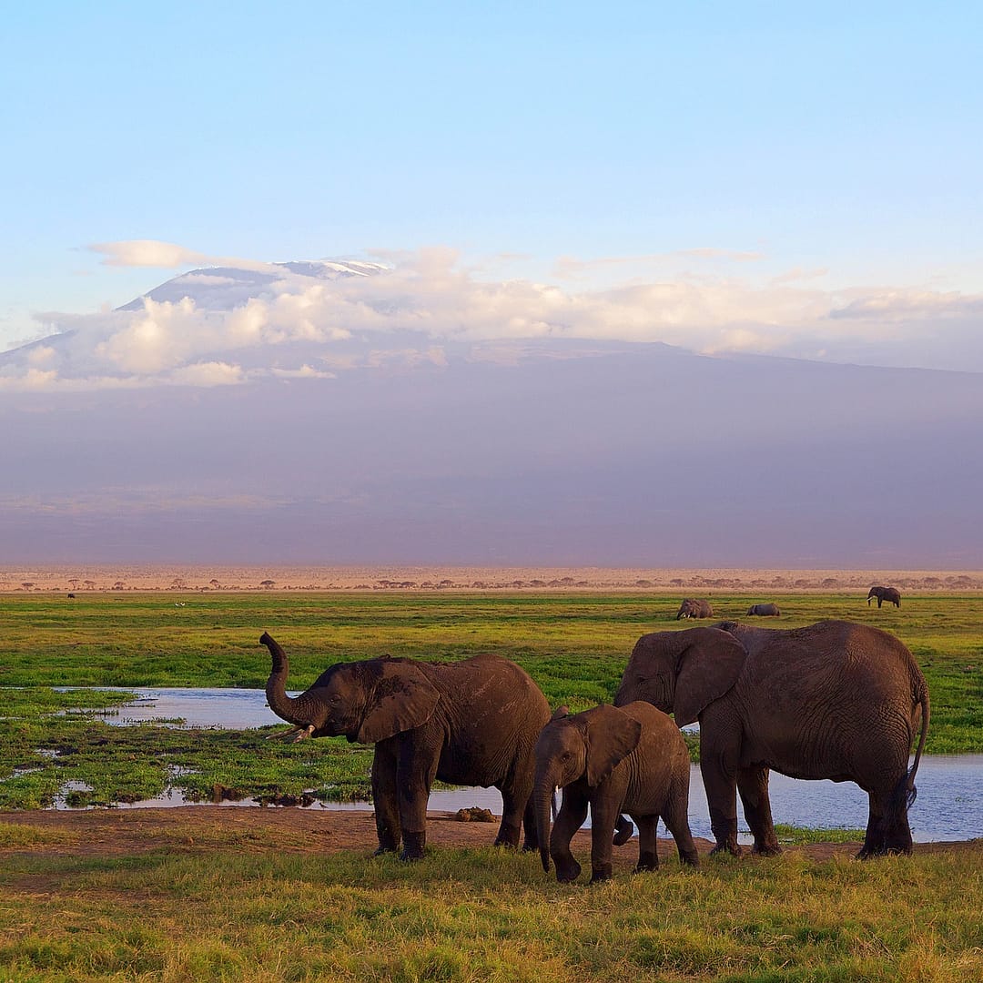 amboseli elephants 2 https://ml73dfvayw76.i.optimole.com/w:1080/h:1080/q:mauto/rt:fill/g:ce/https://shanjoytours.com/wp-content/uploads/2022/02/amboseli-elephants-2.jpg
