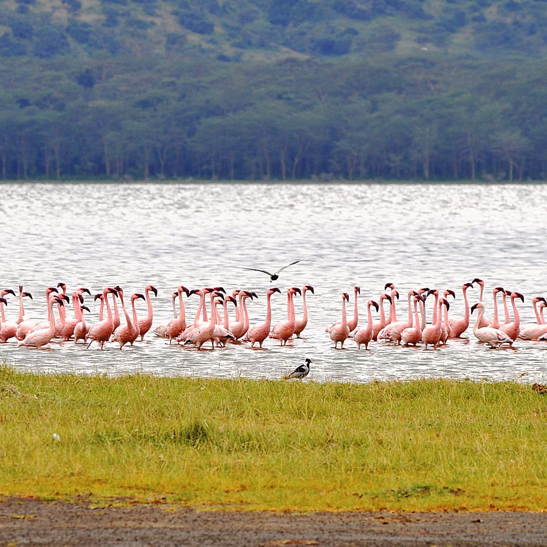 flamingo-3833550 https://ml73dfvayw76.i.optimole.com/w:1080/h:1080/q:mauto/rt:fill/g:ce/https://shanjoytours.com/wp-content/uploads/2022/02/flamingo-3833550-scaled.jpg