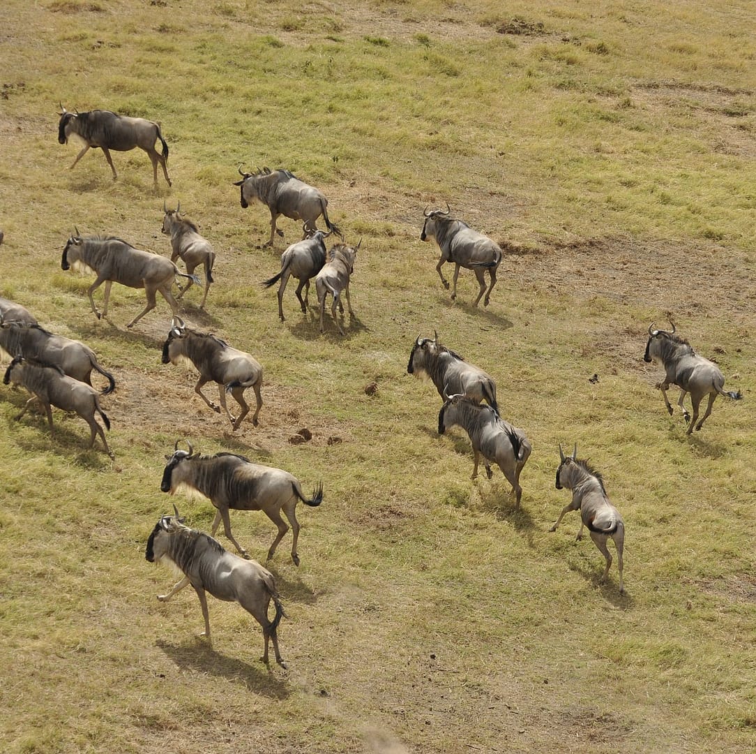 wildebeest-migration-g6276a9c92_1920 https://ml73dfvayw76.i.optimole.com/w:1084/h:1080/q:mauto/rt:fill/g:ce/https://shanjoytours.com/wp-content/uploads/2022/02/wildebeest-migration-g6276a9c92_1920.jpg