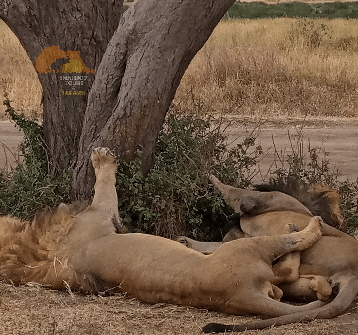 6 Days Serengeti Safari: Kenya and Tanzania Tour Including Masai Mara - Shanjoy Tours and Safaris