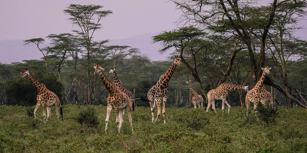 7-Day Safari- Serena lodges
