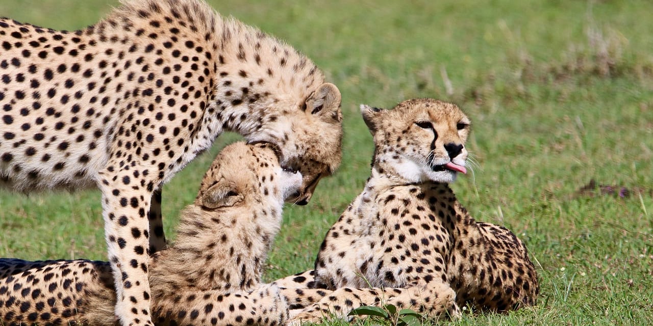 7-Day Samburu-Nakuru-Mara Safari