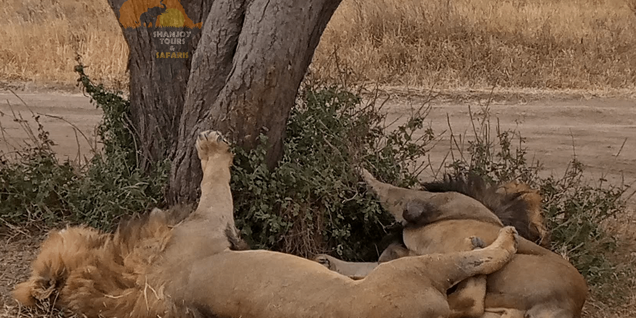 6 Days Serengeti Safari: Kenya and Tanzania Tour Including Masai Mara – Shanjoy Tours and Safaris