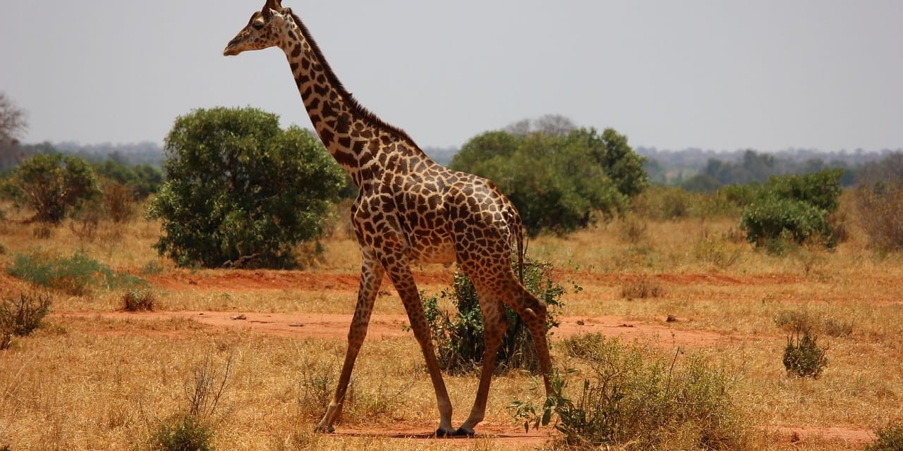 9-Day Combined Kenya and Tanzania Safari