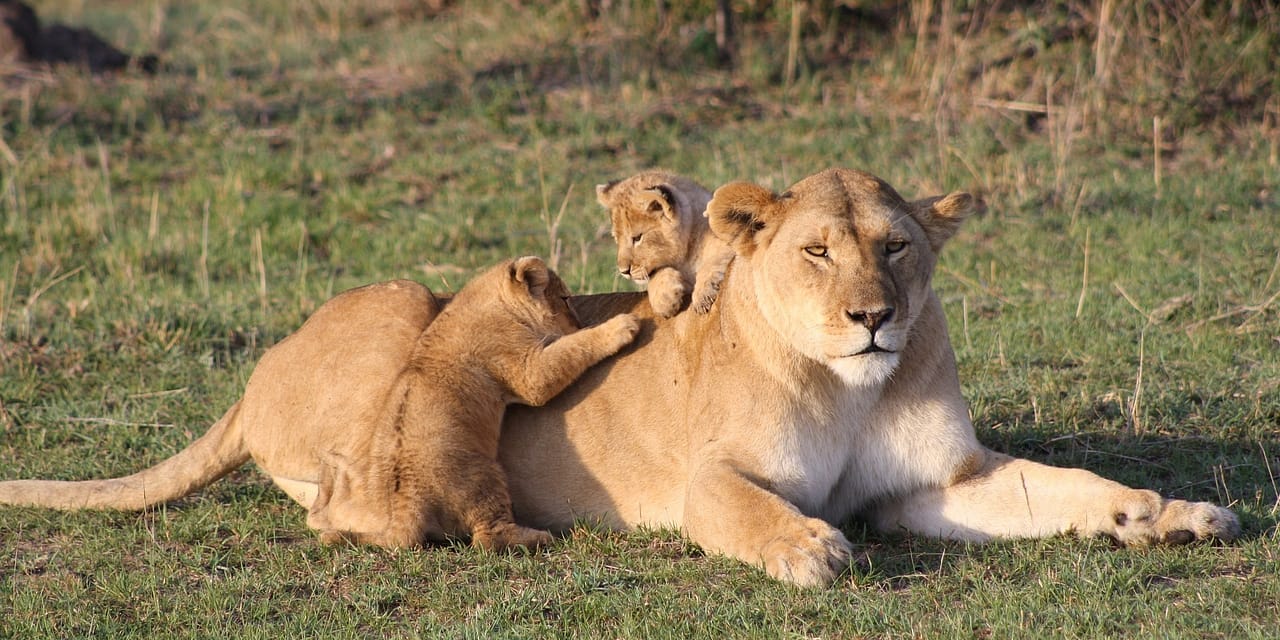 4-Day Lake Nakuru- Masai Mara Safari
