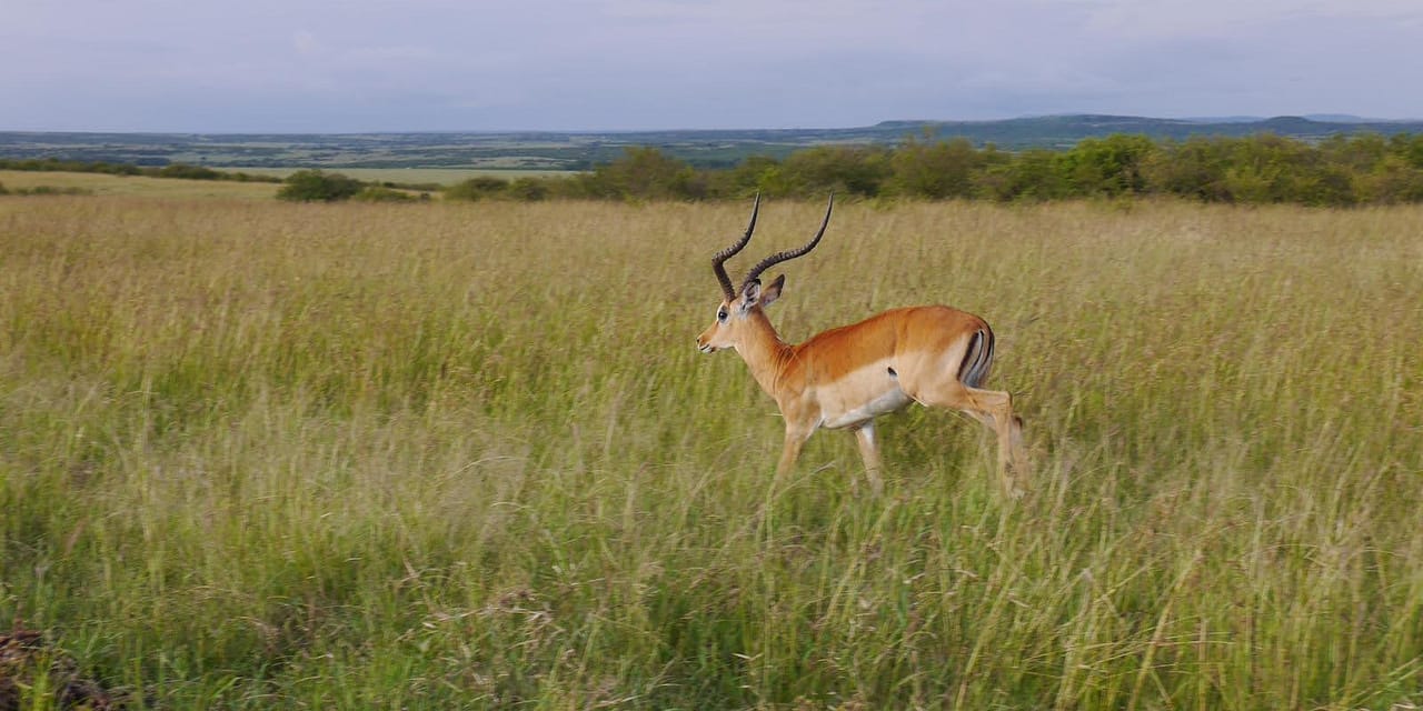 5-Day Stay 4 Pay 3 Flying Safari to the Masai Mara