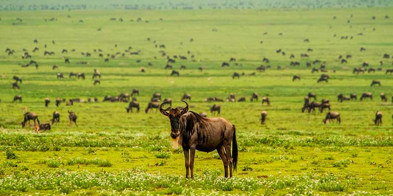 Ndutu: A Complete Guide