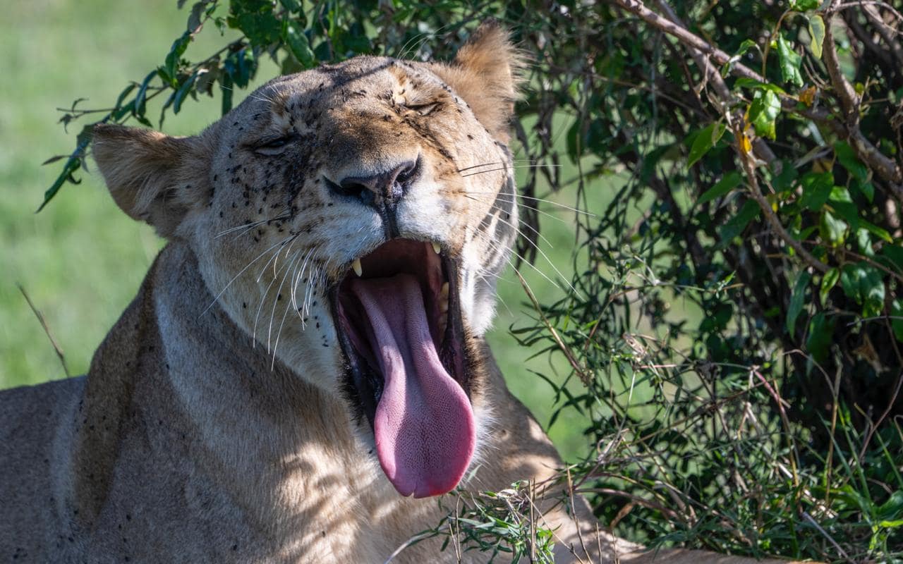 Lion Lion in Mara
