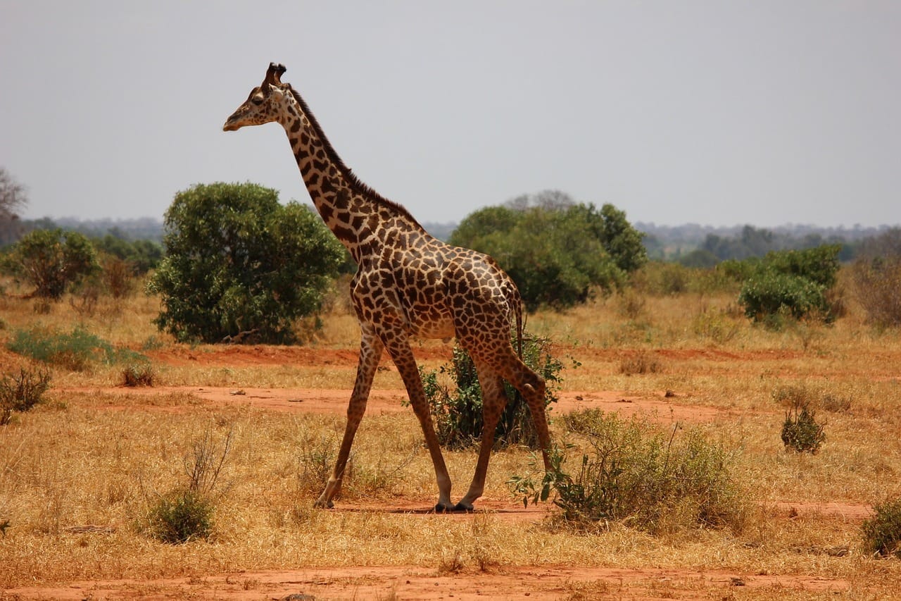 9-Day Combined Kenya and Tanzania Safari
