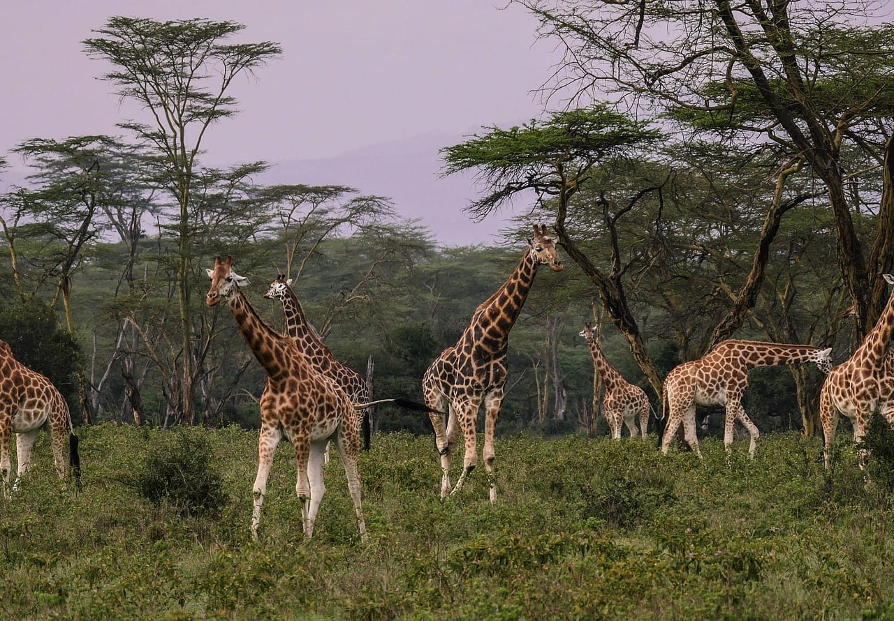 7-Day Safari- Serena lodges