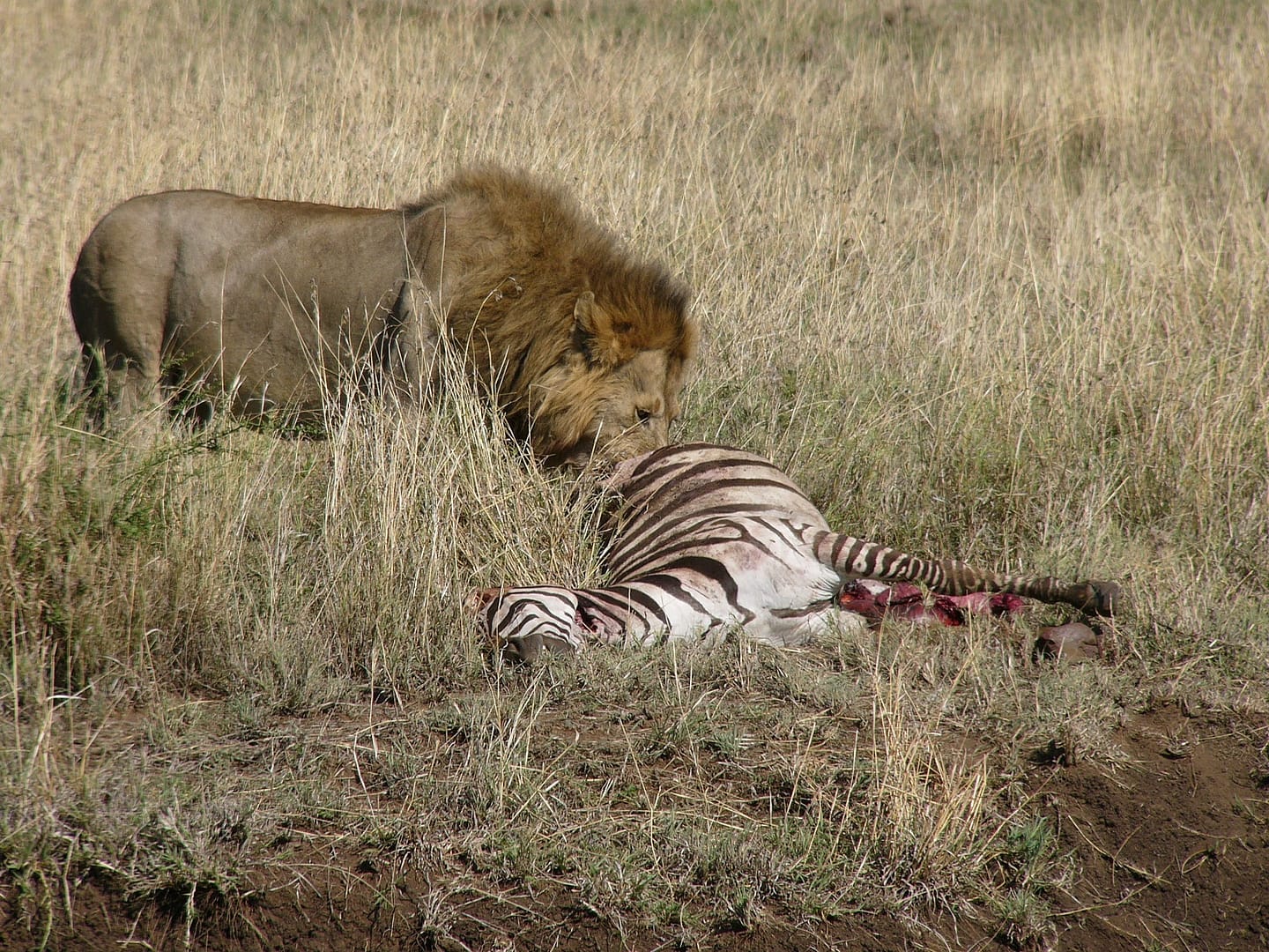 Shanjoy- Lion at the Masai Mara Shanjoy- Lion at the Masai Mara