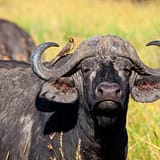 Shanjoy Tours - Buffalo at Amboseli National Park