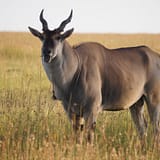 Shanjoy- Common Eland -Masai Mara