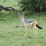 Shanjoy- African Jackal at Lake Nakuru National Park