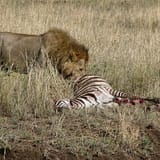 Shanjoy- Lion at the Masai Mara