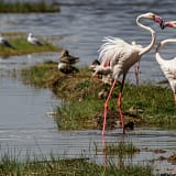 Flamingos at Lake Nakuru National Park