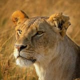 Shanjoy Tours- Lion at Nairobi National Park
