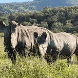 Rhino, Kenya and Tanzania