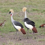 Grey Crowned Crane at Masai Mara, Kenya
