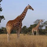 Shanjoy Tours- Rothchild's Giraffes in Lake Nakuru National Park