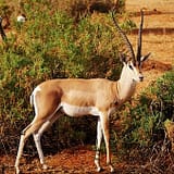 Shanjoy Tours - Thomson’s gazelle