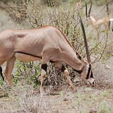 Shanjoy Tours- Straight horned Beisa Oryx at Samburu National Park