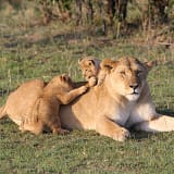 Masai Mara safari- a lioness with cubs