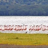 Flamingos at Lake Nakuru