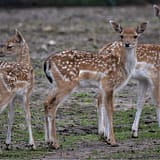 Shanjoy Tours- Antelope Fawns at the Masai Mara