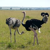 Masai Mara safari -ostrich