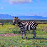 Shanjoy - Zebra at Masai Mara Kenya