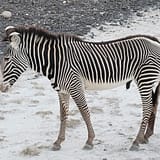 Shanjoy Tours- Grevy Zebra
