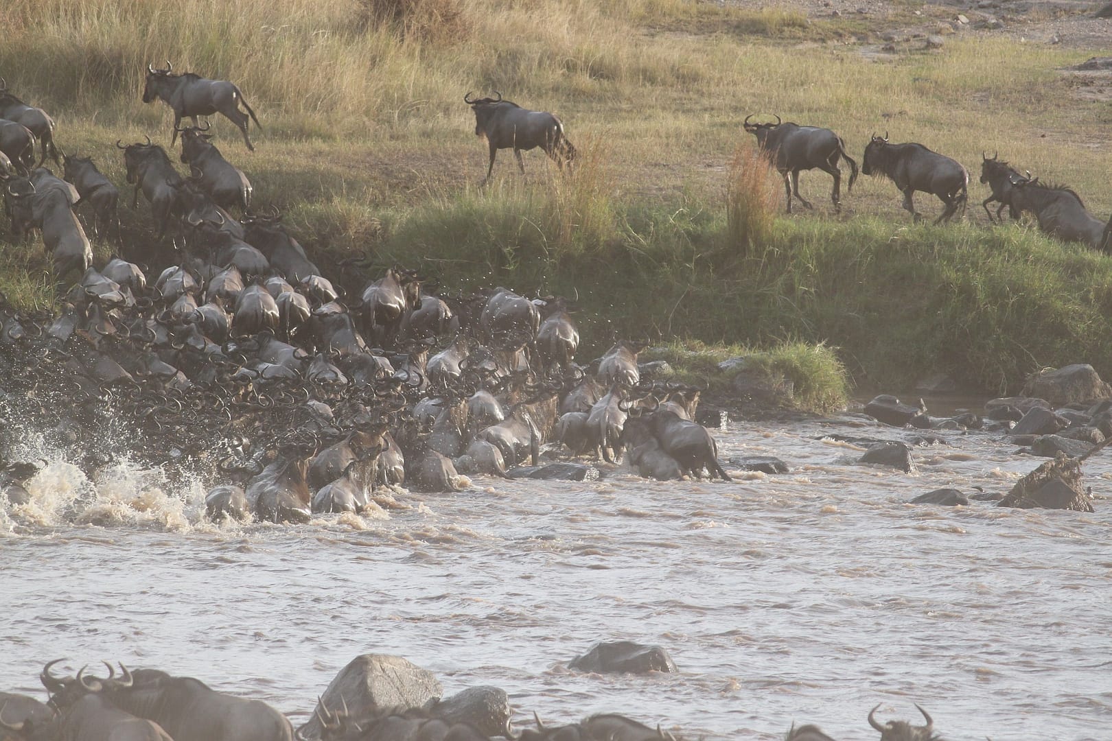 wildebeest-migration-2322111_1920 wildebeest-migration-2322111_1920