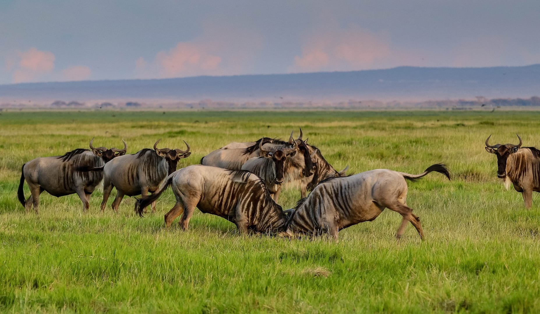 Masai Mara NationalReserve Wildebeest Shanjoy Tours and Safari- Wildebeest
