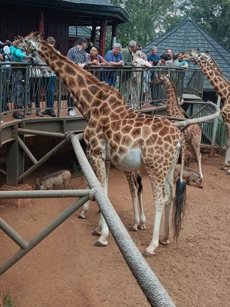 Giraffe Centre in Nairobi Shanjoy Tours- Giraffe Centre in Nairobi