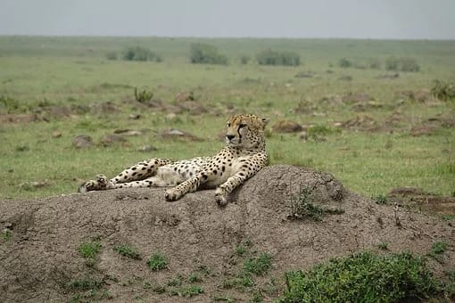 4-Day Masai Mara Luxury Safari.