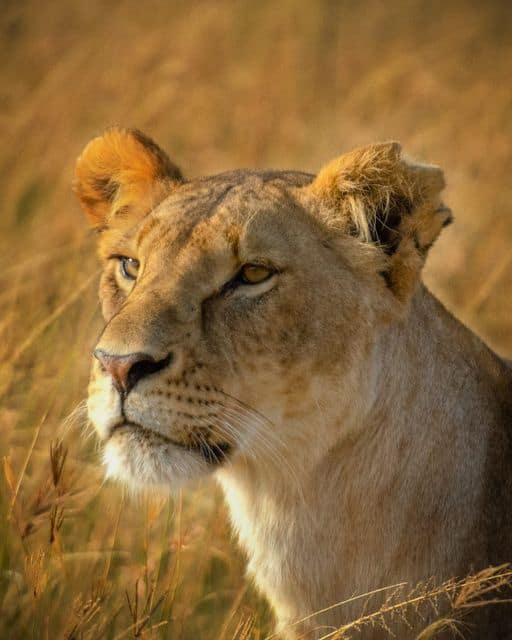 Shanjoy Tours- Lion at Nairobi National Park Shanjoy Tours- Lion at Nairobi National Park