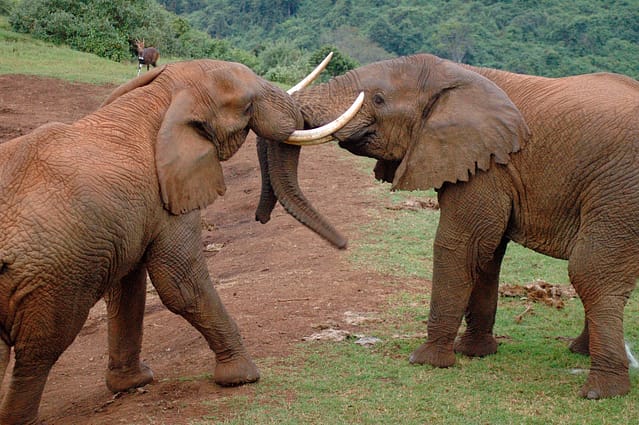 African Tusked Elephant at the Masai Mara