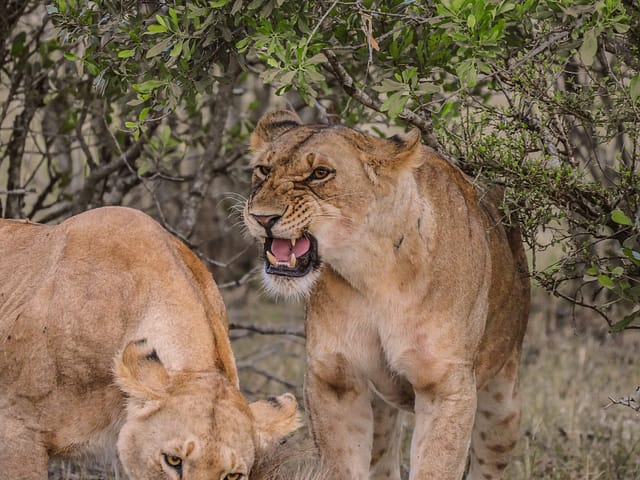 Shanjoy- Lions at the Masai Mara, Kenya