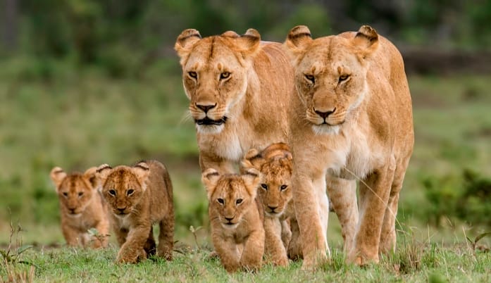 Masai Mara https://ml73dfvayw76.i.optimole.com/w:697/h:402/q:mauto/https://shanjoytours.com/wp-content/uploads/2025/06/Mara.jpg