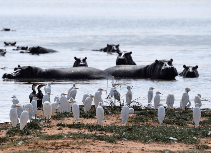 Lake Naivasha Lake Naivasha