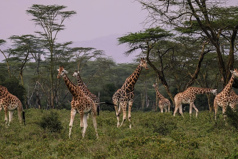7-Day Safari- Serena lodges