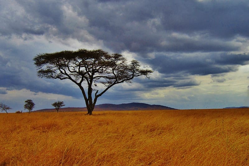 6-Day Masai Mara and Serengeti Safari Tour