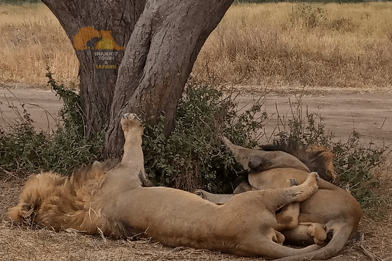 6 Days Serengeti Safari: Kenya and Tanzania Tour Including Masai Mara - Shanjoy Tours and Safaris