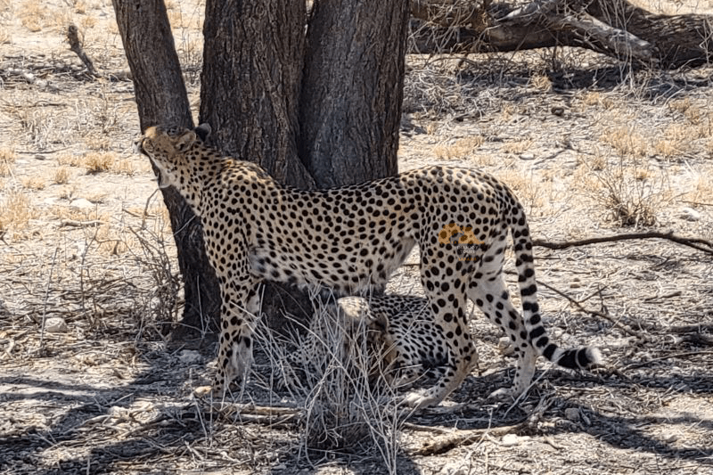 9-Day Magical Kenya Signature Experience