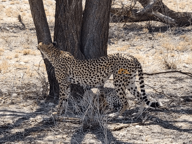 9-Day Magical Kenya Signature Experience